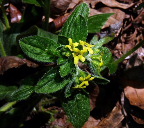 {Lithospermum tuberosum}